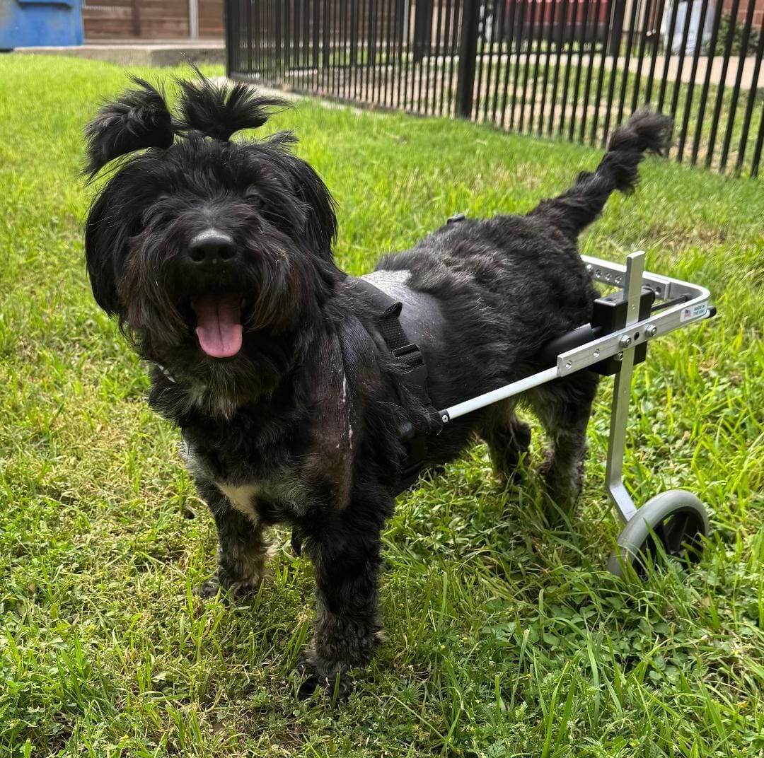 Adopt Ricky Bobby Aka Hot Wheels Today Find Paw Pal