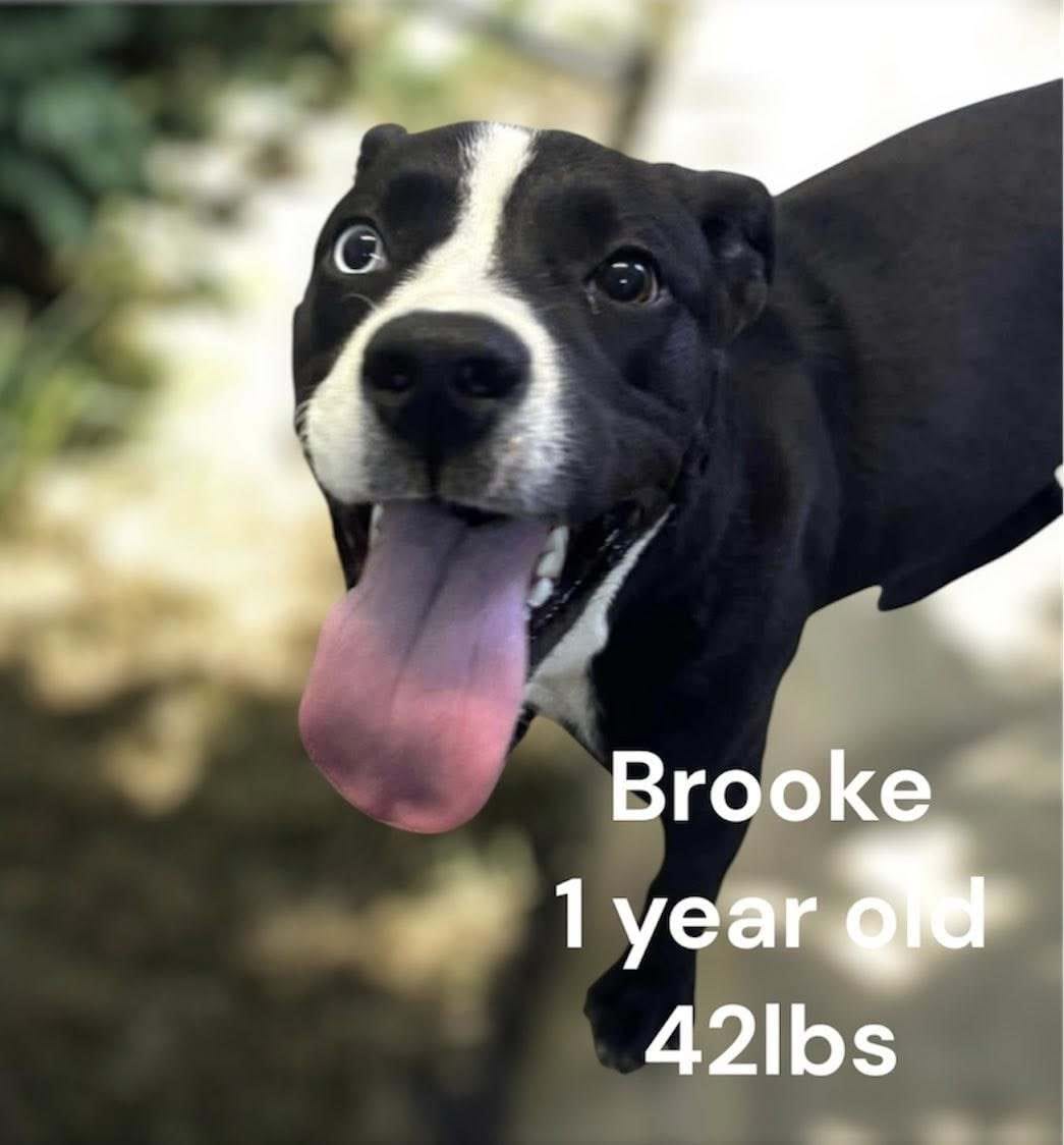 Adopt Brooke Beautiful Babe Today Find Paw Pal