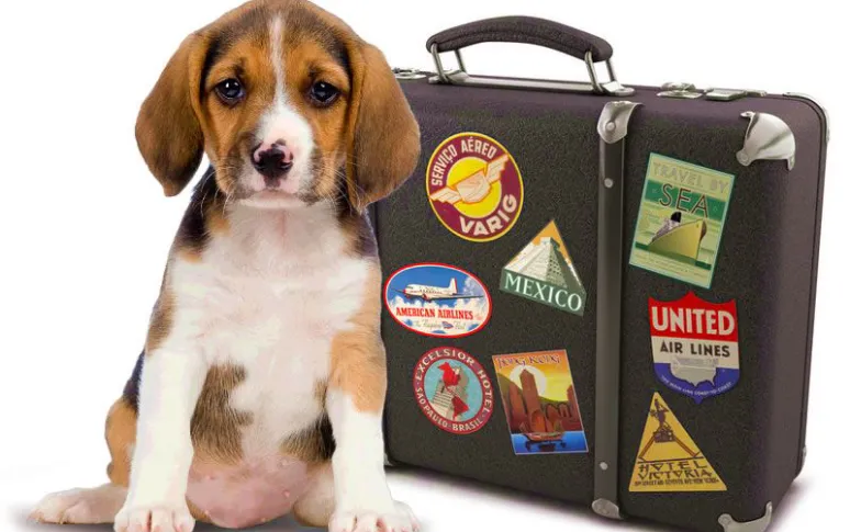 2. Pack Essentials