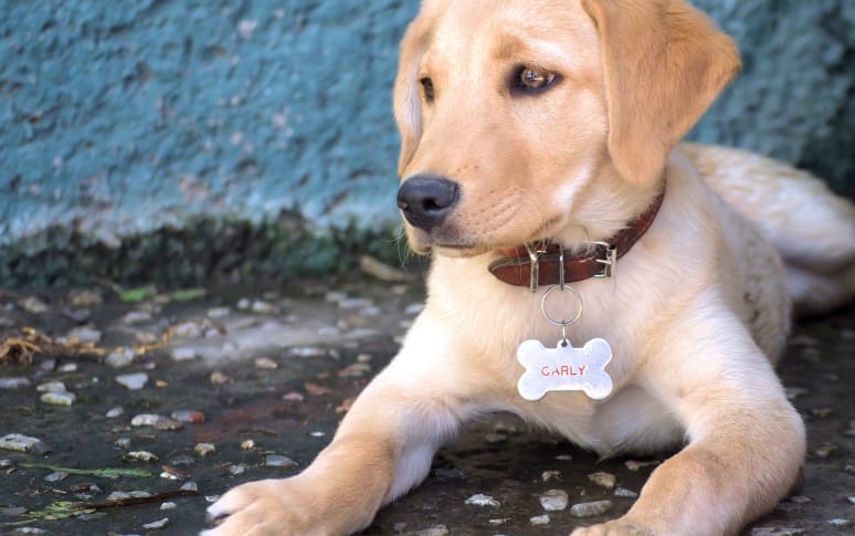 3. ID Identification