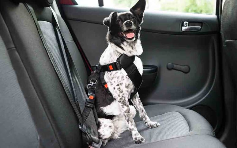 4. Comfortable Transport