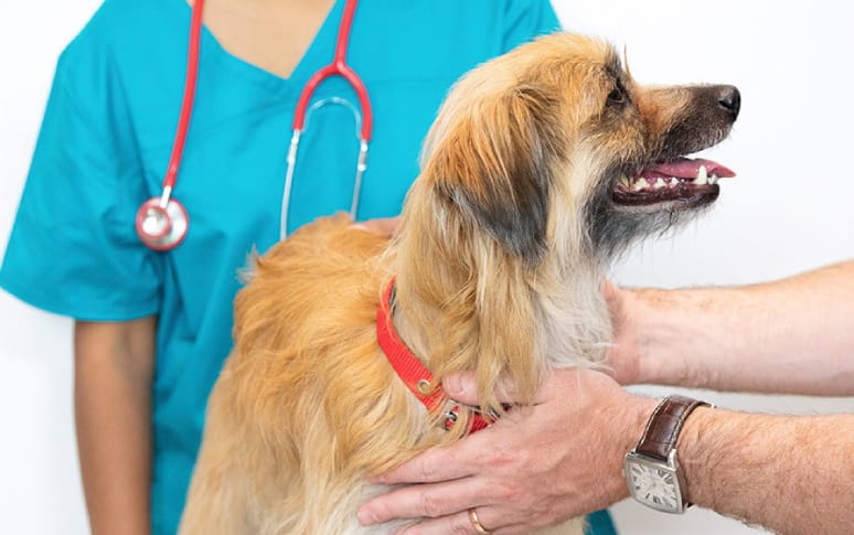 6. Veterinary Check-up