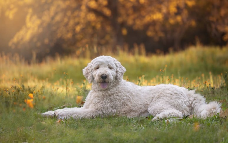 1. Goldendoodle (Golden Retriever x Poodle Mix)