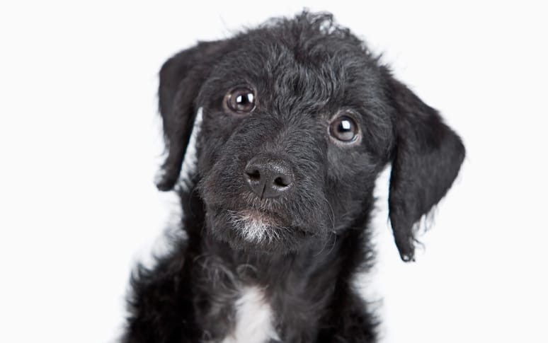 10. Jack-a-Poo (Jack Russell Terrier x Poodle)