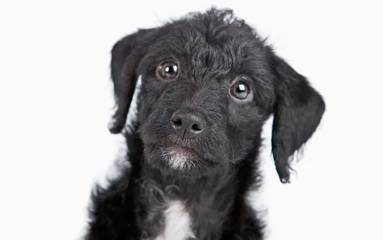 10. Jack-a-Poo (Jack Russell Terrier x Poodle)