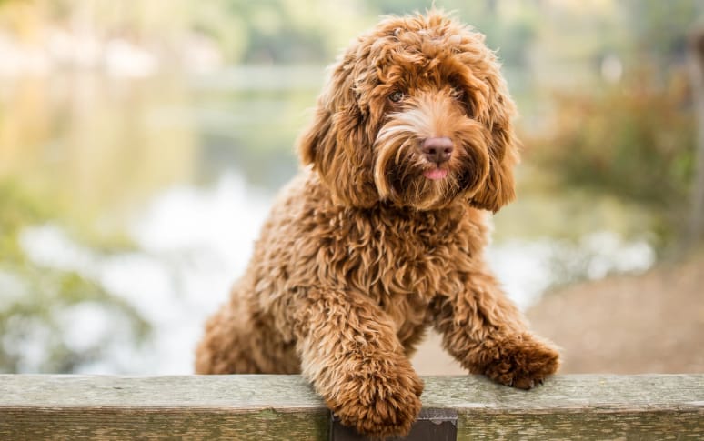 3. Labradoodle (Labrador Retriever x Poodle Mix)