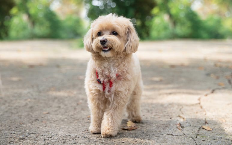 4. Maltipoo (Maltese x Poodle)