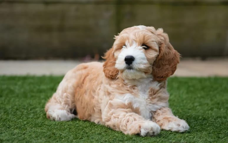 5. Cockapoo (Cocker Spaniel x Poodle Mix)