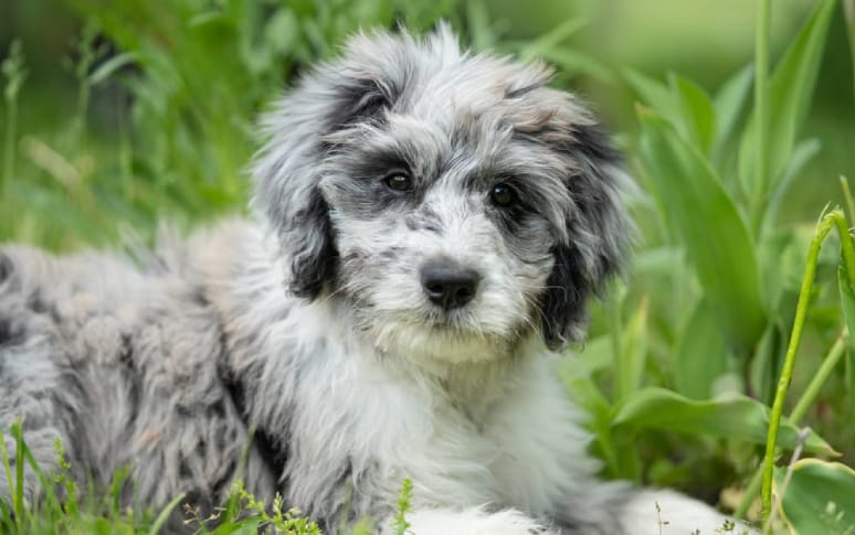 6. Aussiedoodle (Australian Shepherd x Poodle)