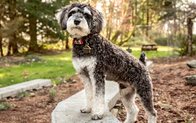 8. Schnoodle (Schnauzer x Poodle Mix)