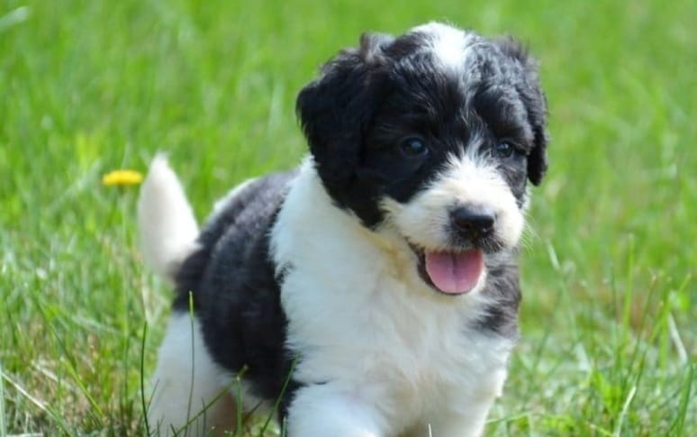 9. St. Berdoodle (Saint Bernard x Poodle)