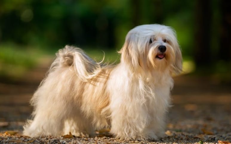 1. Havanese