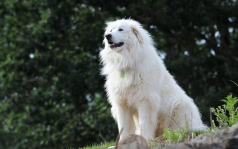 11. Great Pyrenees