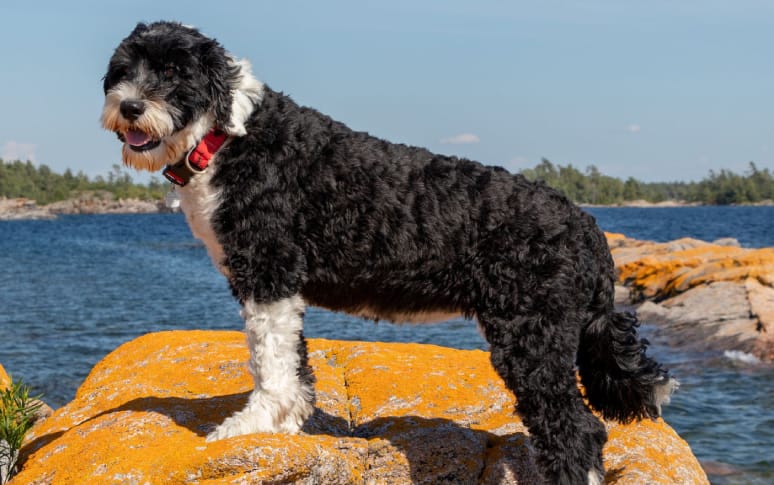 12. Portuguese Water Dog