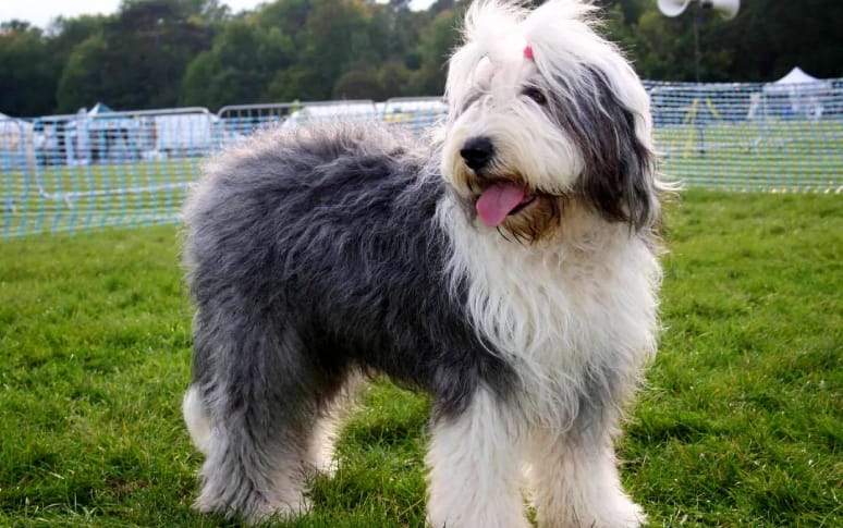 13. Old English Sheepdog