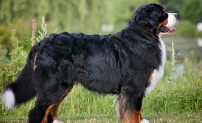 14. Bernese Mountain Dog