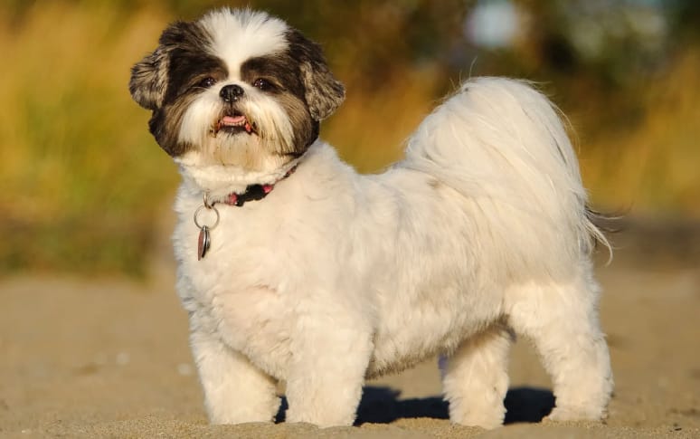 2. Shih Tzu