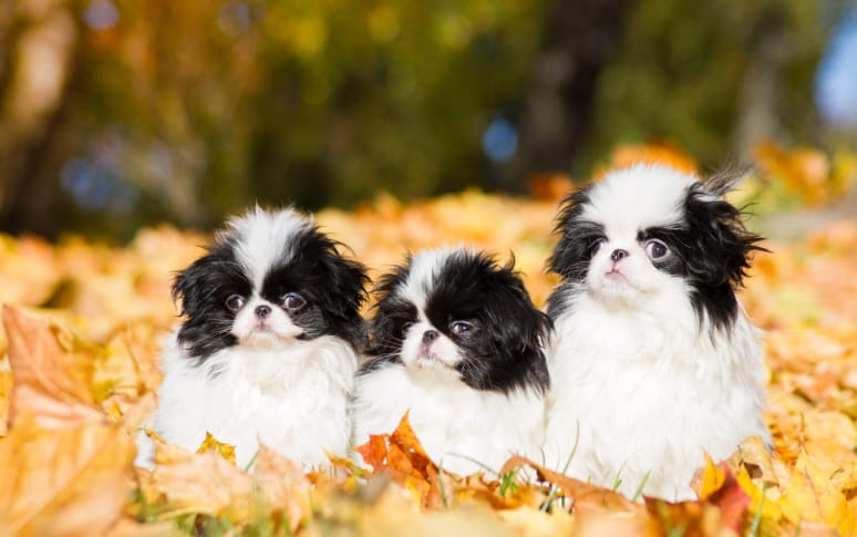 3. Japanese Chin