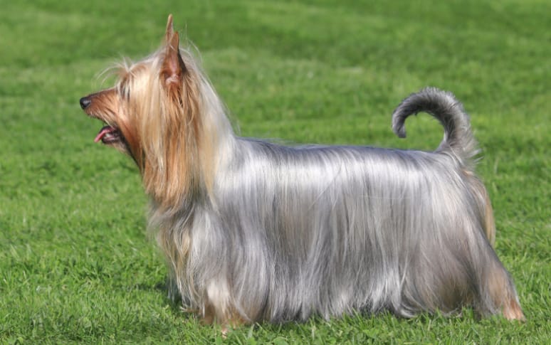 4. Silky Terrier