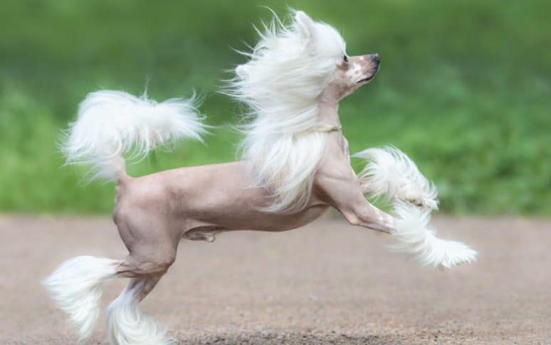 5. Chinese Crested