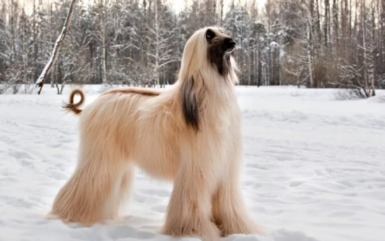 6. Afghan Hound