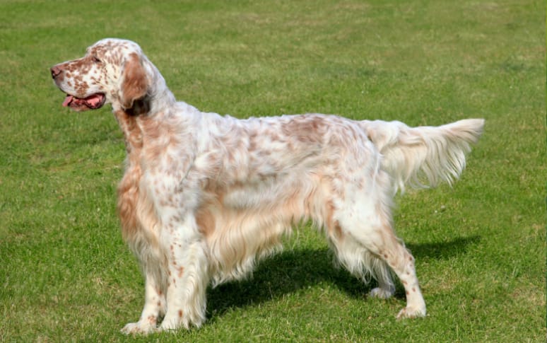 7. English Setter