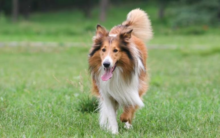 8. Rough Collie