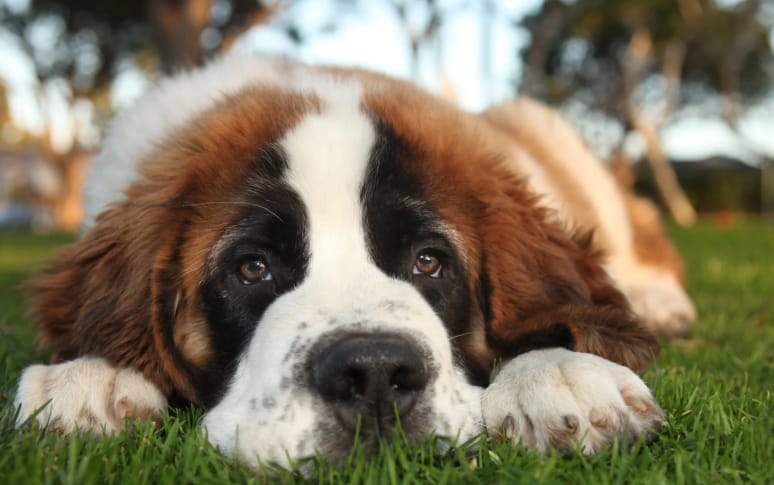 9. Saint Bernard