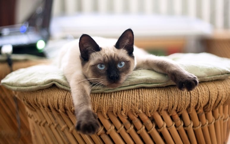 9. Prepare for Pets