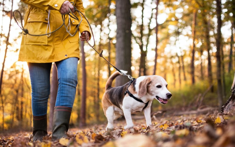 1. Understand The Importance Of Dog Walks
