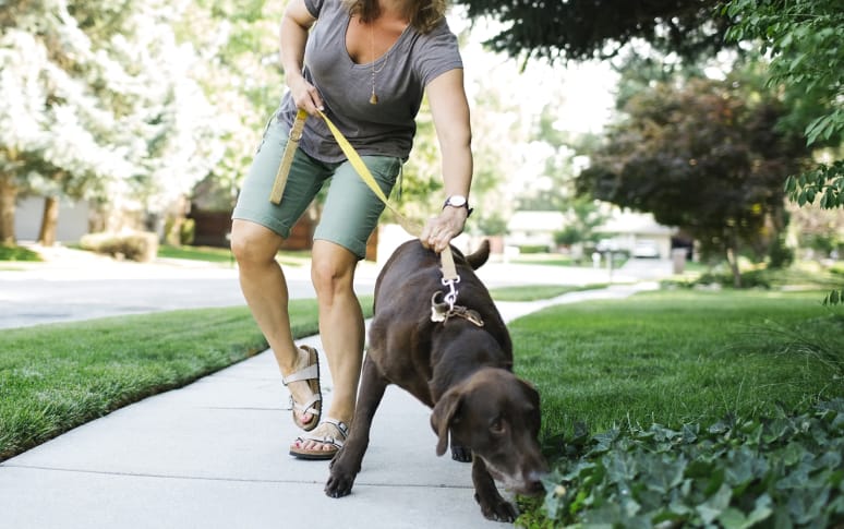 4. Determine The Best Time To Walk Your Dog