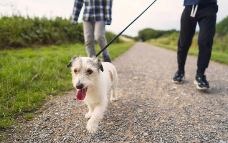 5. Create A Walking Schedule