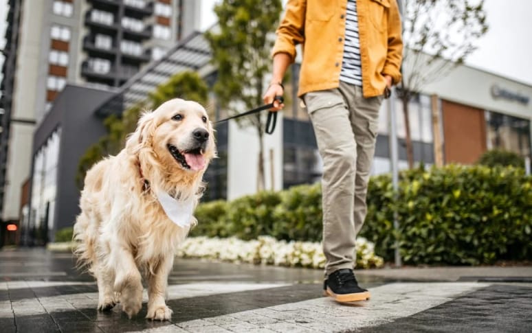 6. Make The Most Of Your Walks