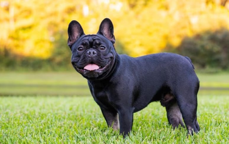 1. French Bulldog