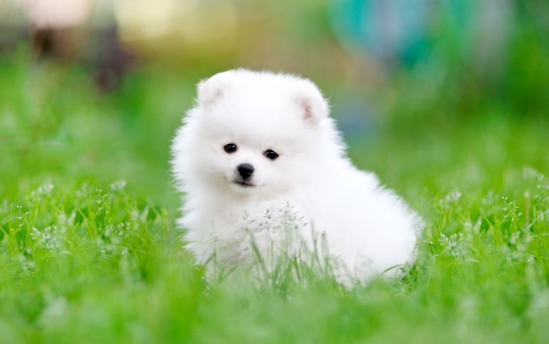 5. Pomeranian