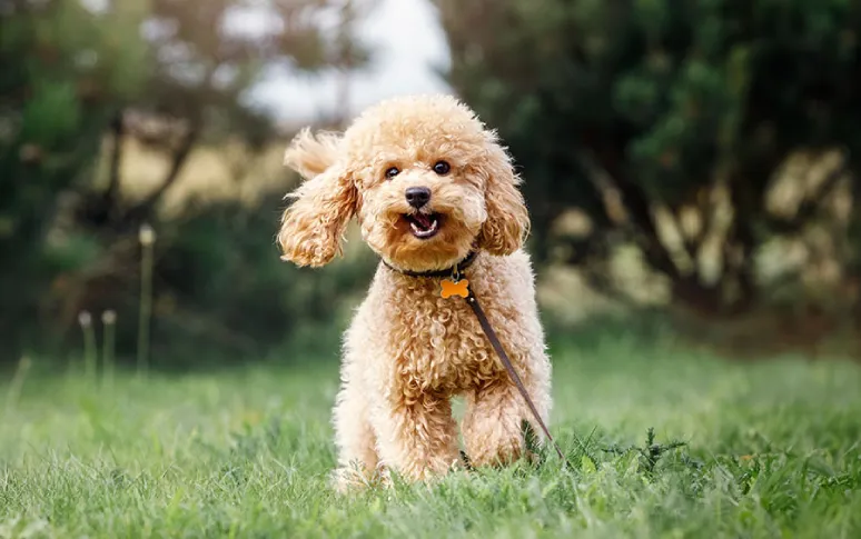 1. Poodle
