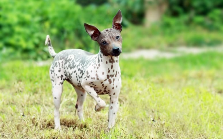 10. American Hairless Terrier