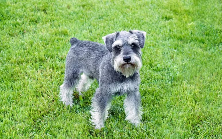 3. Miniature Schnauzer