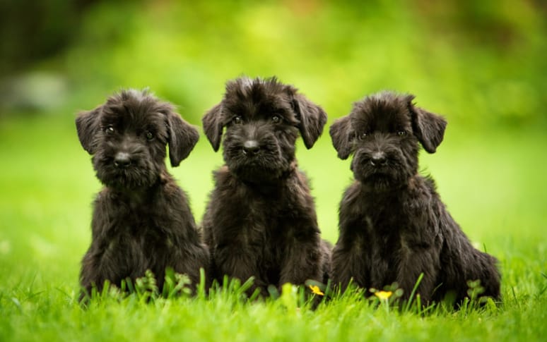 4. Giant Schnauzer