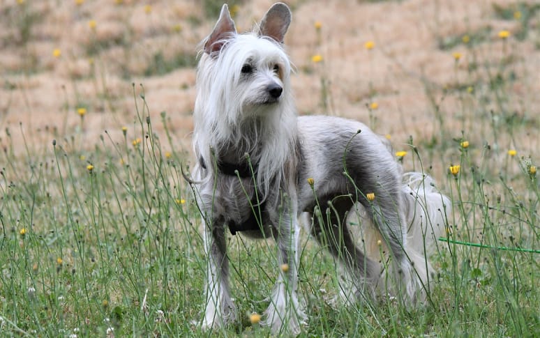 5. Chinese Crested