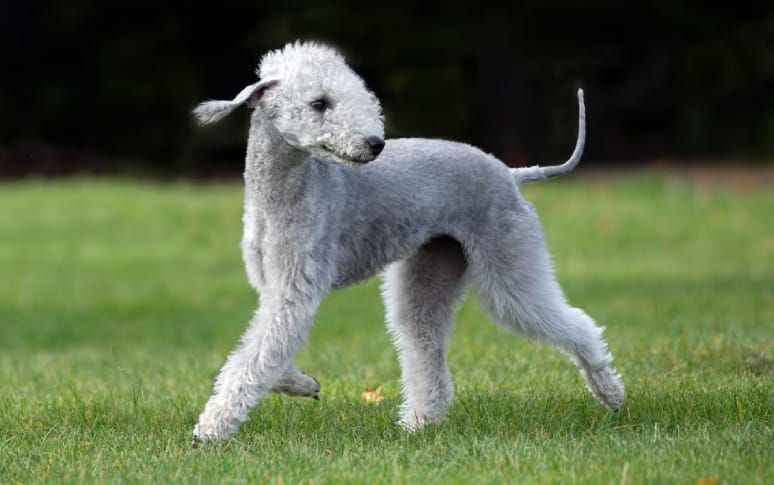 6. Bedlington Terrier