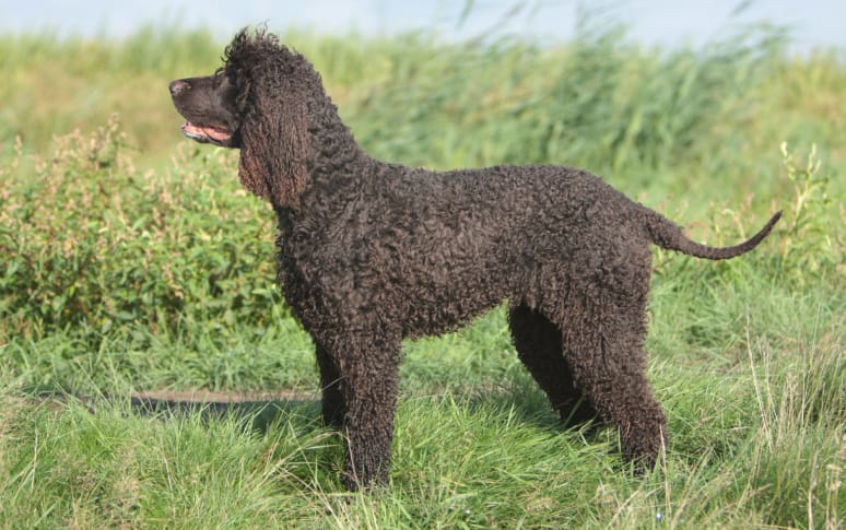 7. Irish Water Spaniel