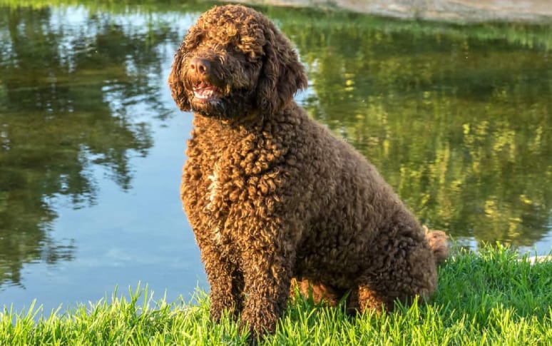 8. Spanish Water Dog