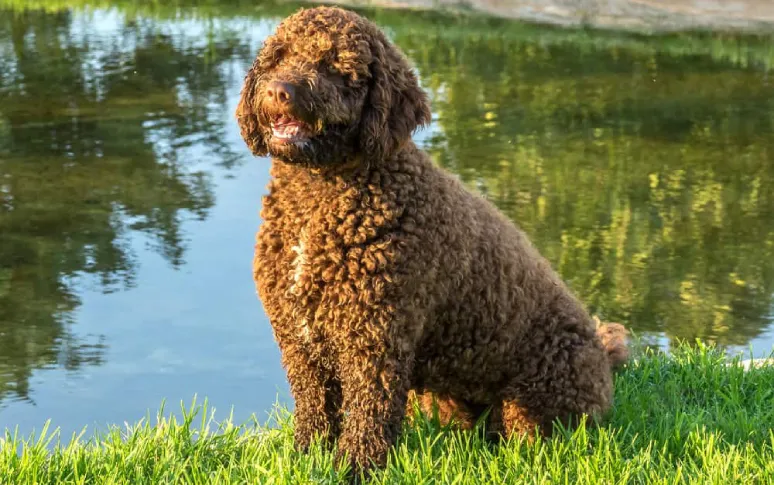 8. Spanish Water Dog
