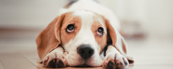 10 Common Human Behaviors That Dogs Can't Stand