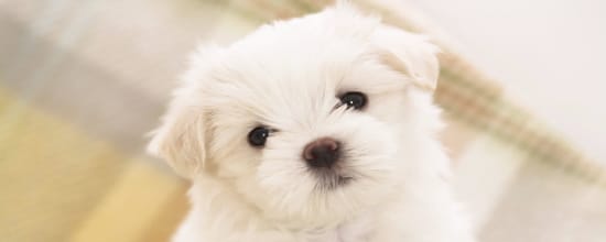 10 Most Popular Dog Breeds in 2024