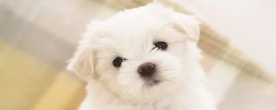 10 Most Popular Dog Breeds in 2026