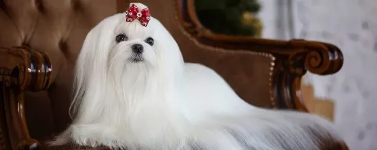 16 Most Popular Long-Haired Dog Breeds Of 2026