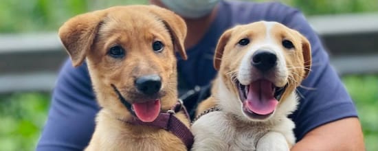  A Step-by-Step Guide Of Adopting A Dog