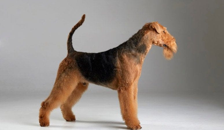 Airedale Terrier